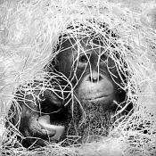 orang-oetan (pongo pygmaeus) 12-2023 9526